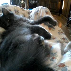 Meet your Posher, Joy